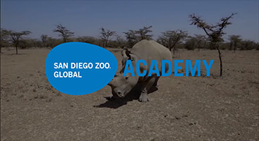 Opening frame of the case study example shows a northern white rhino at a reserve in Africa.