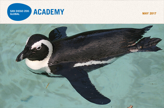 San Diego Zoo Global Academy, May 2017. African Penguin Swimming in water.