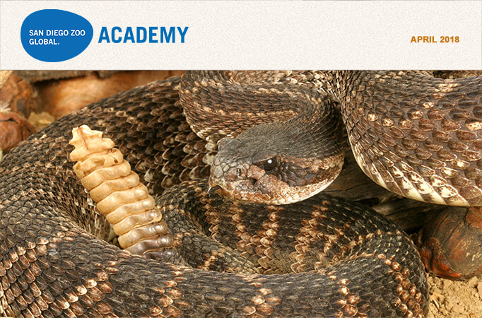San Diego Zoo Global Academy, April2018. Photo Pacific rattlesnake.