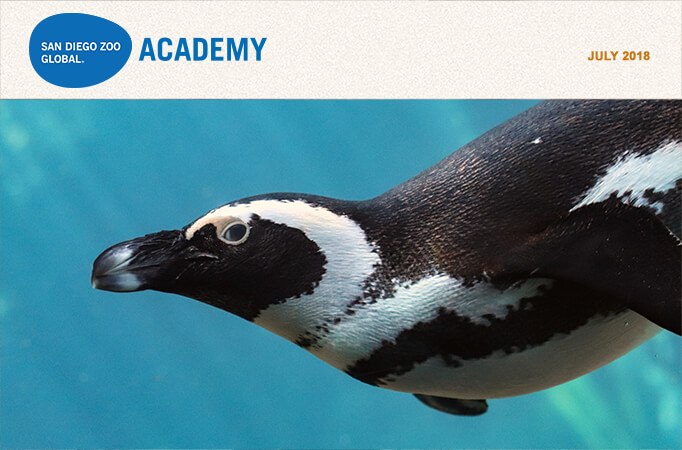 San Diego Zoo Global Academy, July 2018. Photo African penguin.